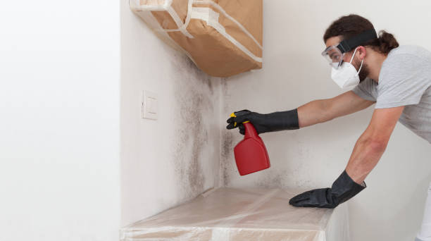 Professional Attic Mold Remediation technician working in Cologne, MN