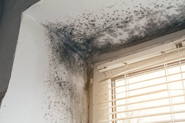 Affordable Attic Mold Remediation solutions in Cologne, MN